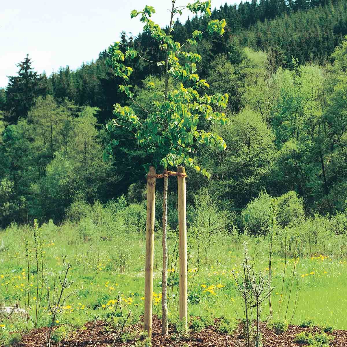 Ξύλινος_Πάσσαλος_O5