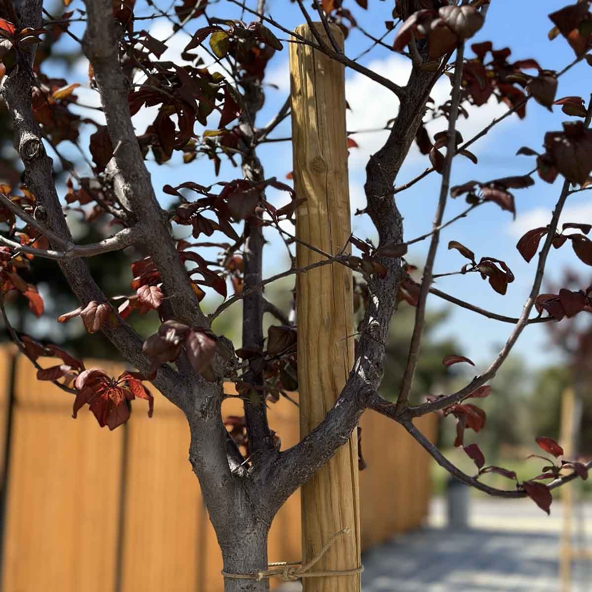 Ξύλινος_Πάσσαλος_O5