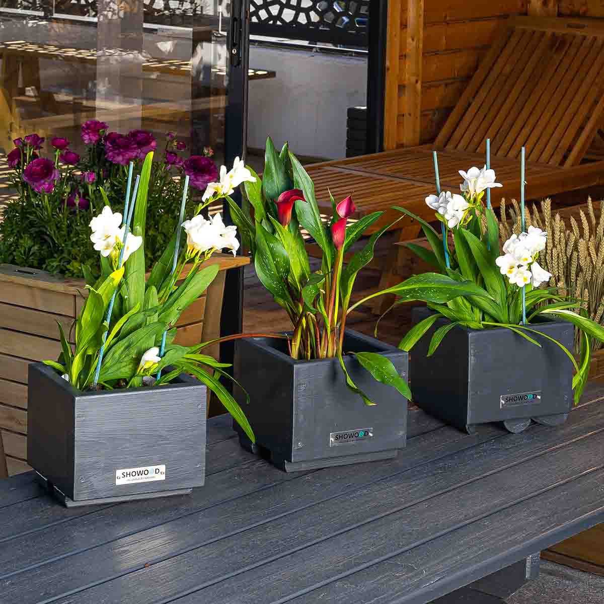 γλαστράκι-κασπώ-10-38579