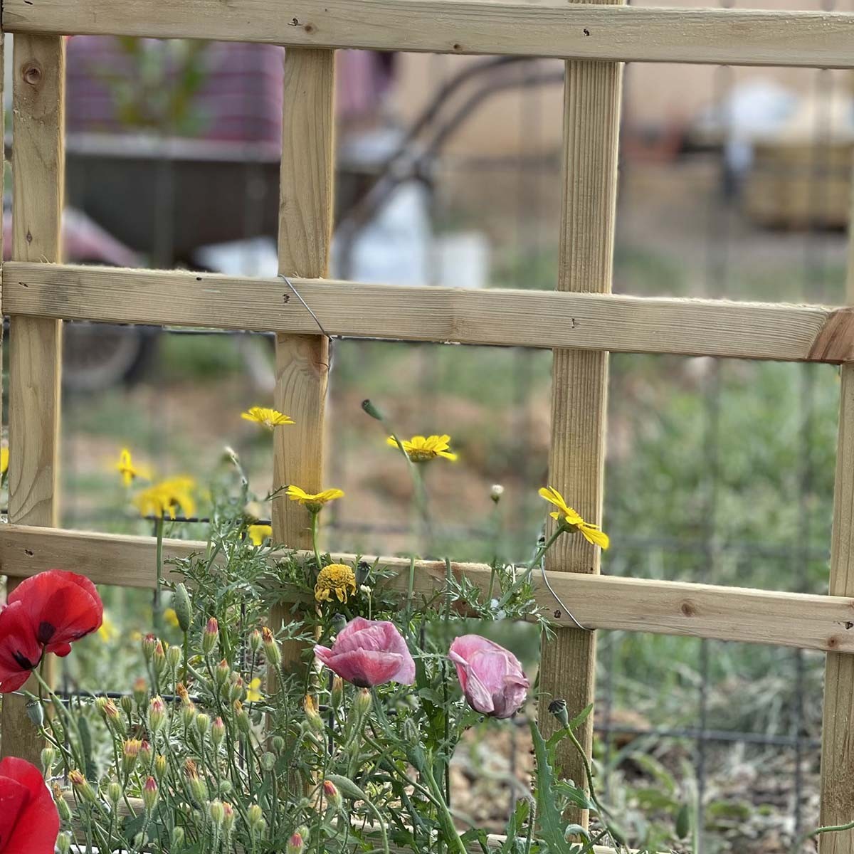 καφασωτό-αναρρίχησης-12-x-12