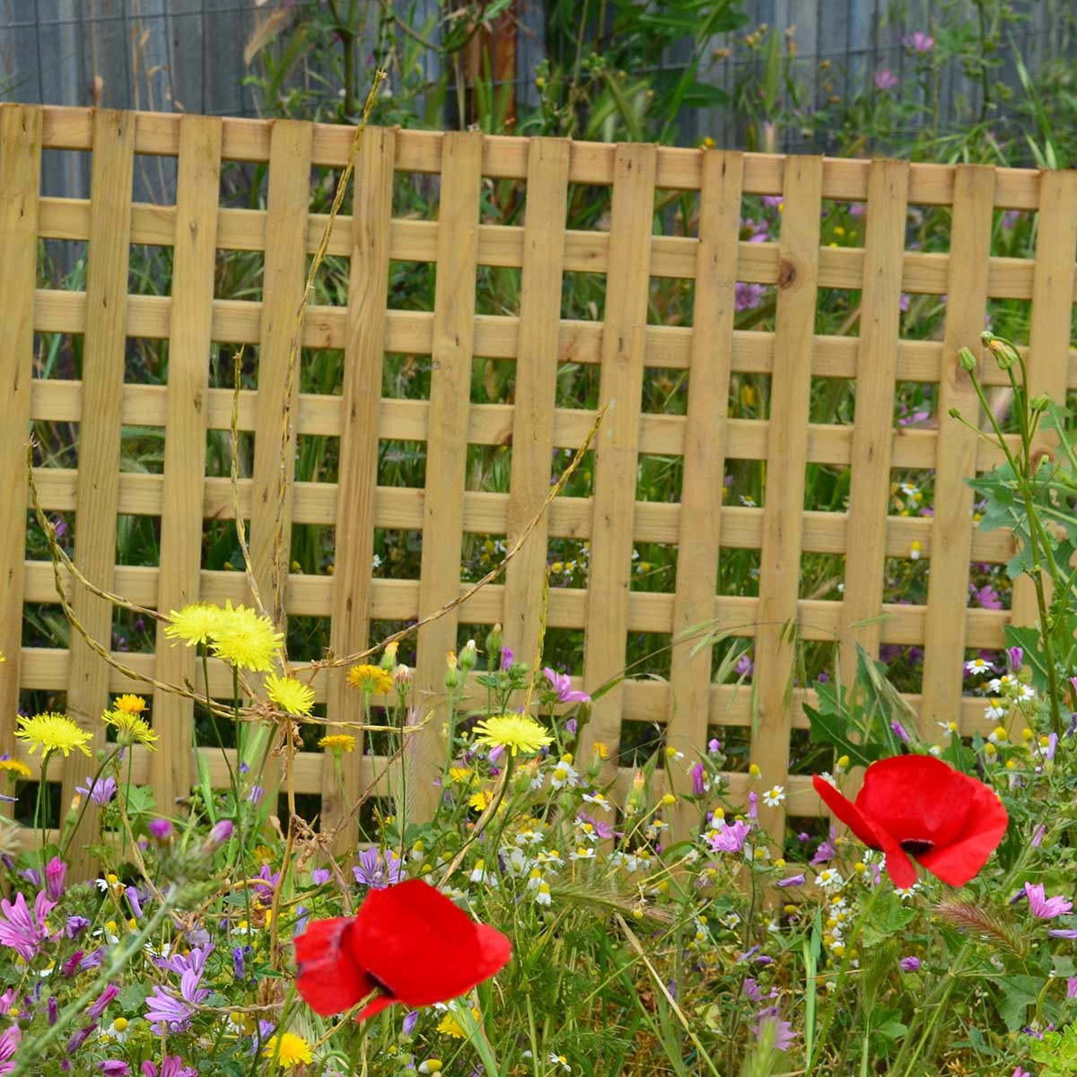 καφασωτό-αναρρίχησης-3-x-3